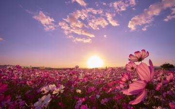 обоя цветы, космея, закат, поле, космос, Япония