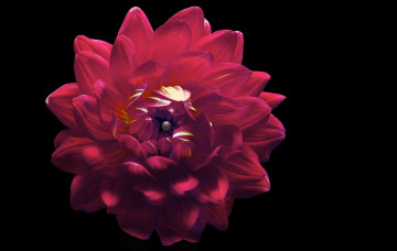 Картинка цветы георгины фон цветок черный георгина