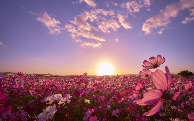 Обои картинки фото цветы, космея, закат, поле, космос, Япония