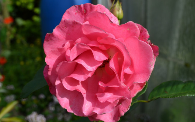 Обои картинки фото цветы, розы, розовый, макро