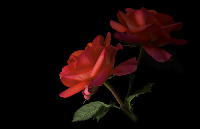Обои картинки фото цветы, розы, фон, черный