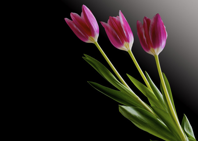 Обои картинки фото цветы, тюльпаны, черный, фон, тюльраны