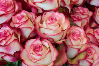 Картинка цветы розы много бутоны бело-розовый