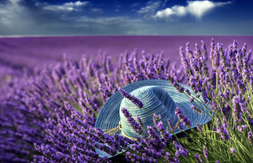 Картинка цветы лаванда поле шляпа лиловый