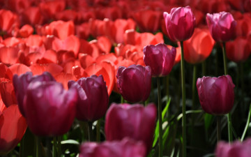 Картинка цветы тюльпаны красные поле бордовые