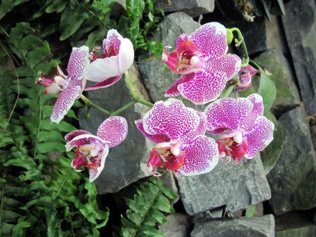 Обои картинки фото цветы, орхидеи, крапинки