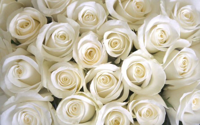 Обои картинки фото цветы, розы, white, roses, белые