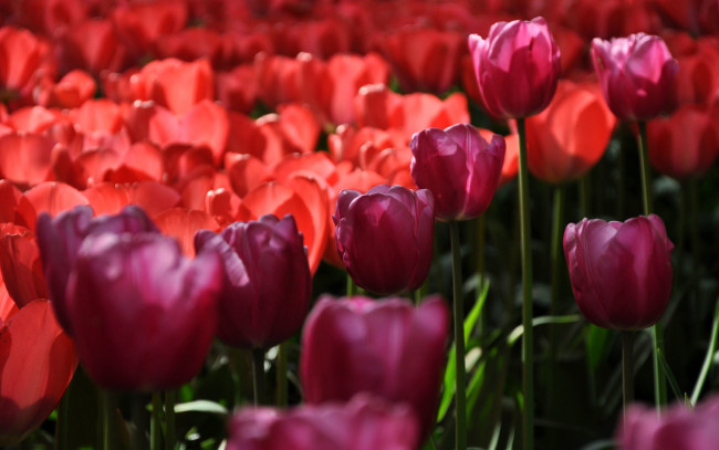 Обои картинки фото цветы, тюльпаны, красные, поле, бордовые