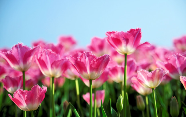 Обои картинки фото цветы, тюльпаны, поле, розовые, бутоны