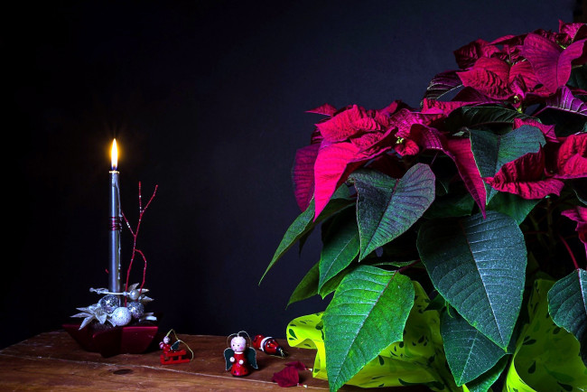 Обои картинки фото цветы, пуансеттия, звезда, рождественская