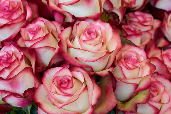 Обои картинки фото цветы, розы, много, бутоны, бело-розовый