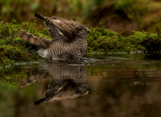 Картинка животные птицы природа вода отражение птица
