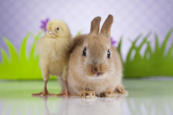 Картинка животные разные+вместе друзья цыпленок кролик
