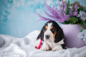 Картинка животные собаки собака щенок цветы голубой фон ведро