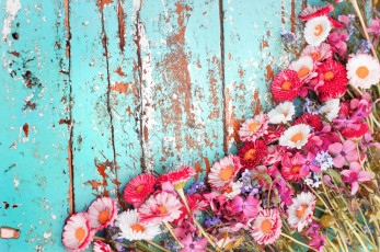Картинка цветы хризантемы доски фон
