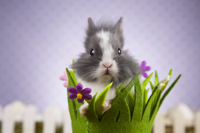Обои картинки фото животные, кролики,  зайцы, корзинка, цветы, фон, кролик