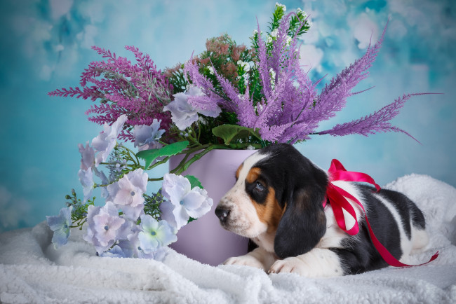 Обои картинки фото животные, собаки, собака, щенок, ведро, голубой, фон, цветы