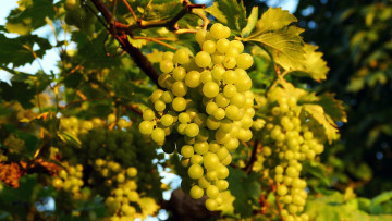 Картинка природа Ягоды +виноград виноград гроздь