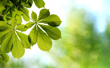 Картинка природа листья боке каштан зеленые ветка свет