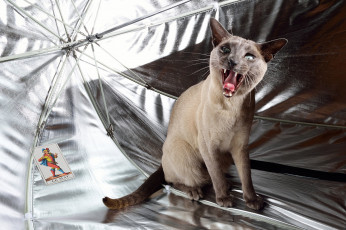 Картинка животные коты зонт