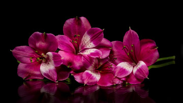 Картинка цветы альстромерия розовый