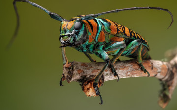 Картинка животные насекомые жук-усач
