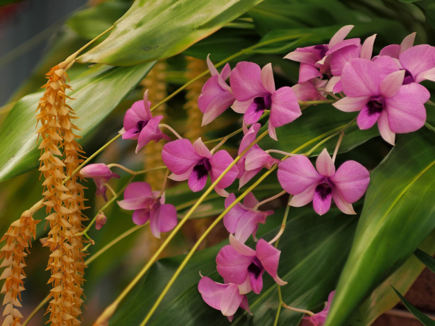 Обои картинки фото цветы, орхидеи, дендробиум, фаленопсис, дендрохилум, кобба