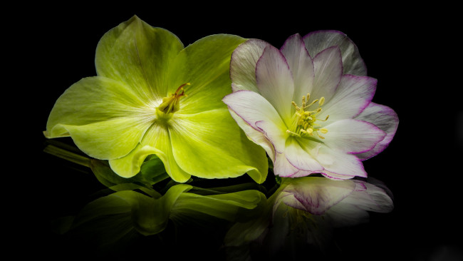 Обои картинки фото цветы, геллеборус , морозник, отражение