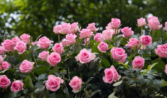 Обои картинки фото цветы, розы, розовые, бутоны, много