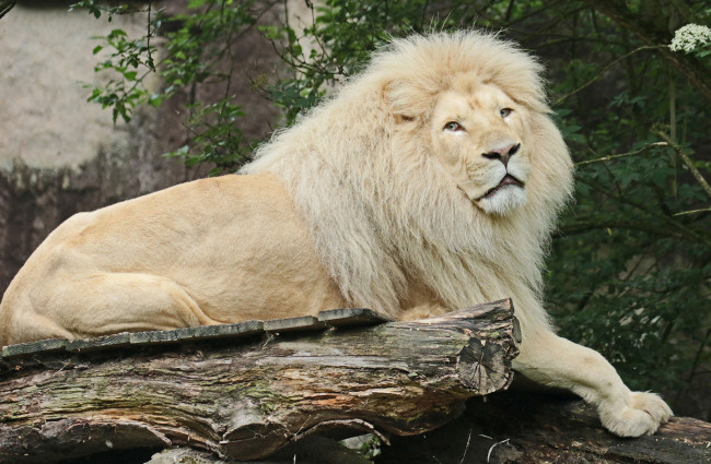 Обои картинки фото лев альбинос, животные, львы, лев, самец, грива, альбинос, белый, аномалия, хищник, кошачьи, млекопитающие