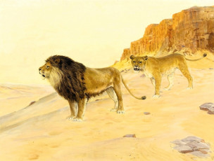 обоя рисованное, otto pilny, лев, львица, скалы, пустыня