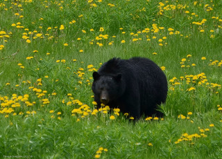 Картинка животные медведи луг цветы одуванчики