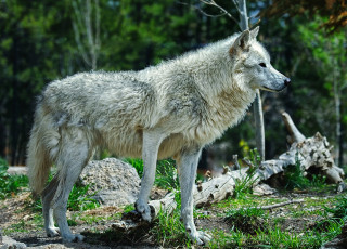 Картинка животные волки лес