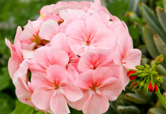 Картинка цветы герань шар бледно-розовый