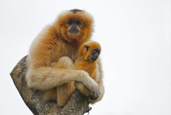Картинка животные обезьяны золотой гиббон малыш