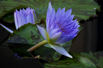 Картинка цветы лилии водяные нимфеи кувшинки сиреневый
