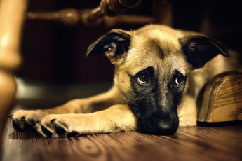 Картинка животные собаки пёс грусть