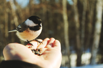 обоя птичка, на, руке, животные, синицы, лазоревки, доверие, птица, рука, семена, зима, синица