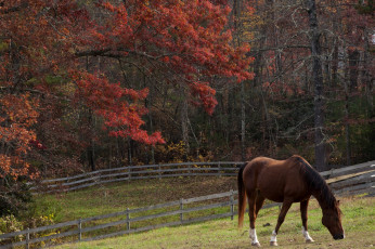 Картинка животные лошади осень гнедой