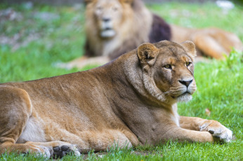 Картинка животные львы отдых львица