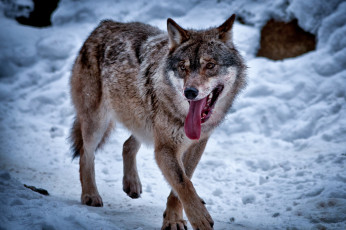 Картинка животные волки хищник пасть