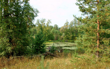 Картинка нижегородский край природа лес деревья озеро