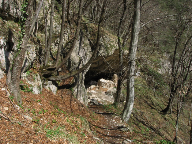 Обои картинки фото природа, лес, пещера