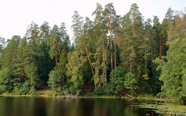 Обои картинки фото нижегородский, край, природа, лес, берег, озеро