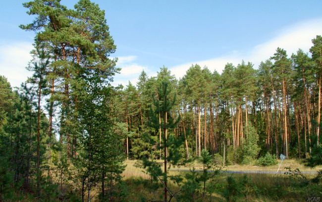 Обои картинки фото нижегородский, край, природа, лес, сосны, дорога