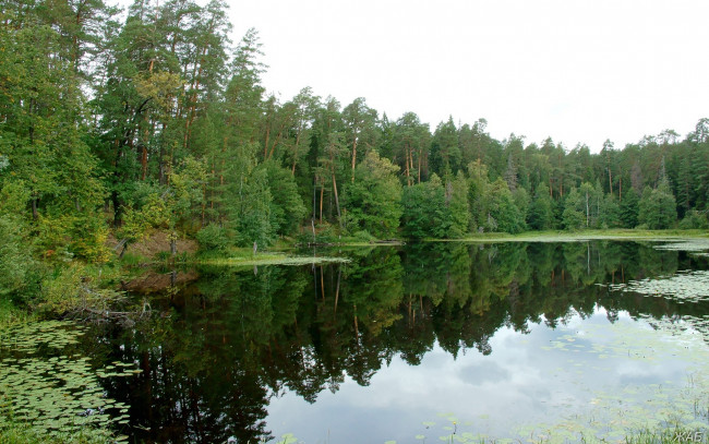 Обои картинки фото нижегородский, край, природа, реки, озера, лес, озеро