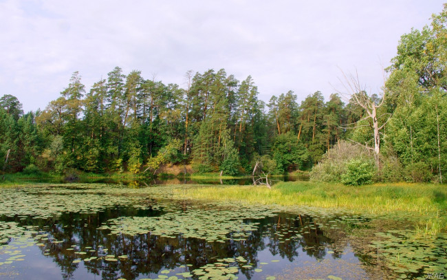 Обои картинки фото нижегородский, край, природа, реки, озера, озеро, лес