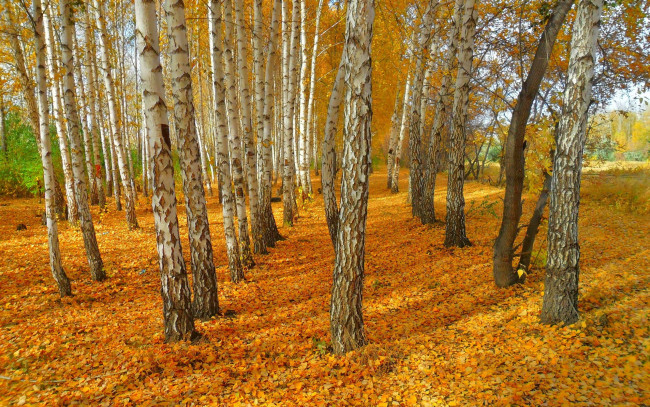 Обои картинки фото природа, лес, осень, березы, листва