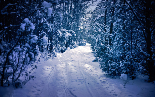 Обои картинки фото природа, зима, дорога, снег, деревья, лес