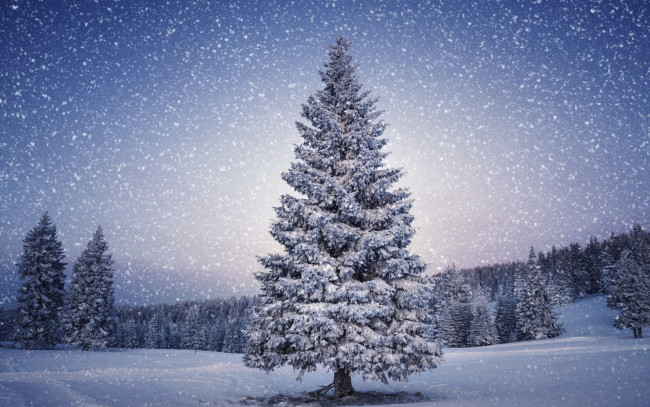 Обои картинки фото природа, зима, елка